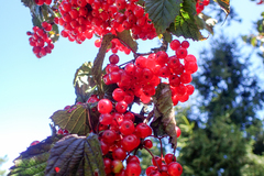 Viburnum betulifolium