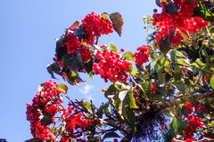 Viburnum betulifolium