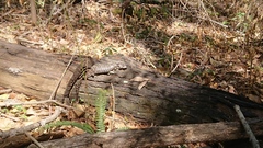 Cyclodomorphus gerrardii