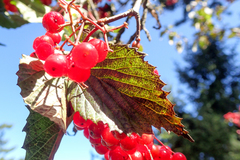 Viburnum betulifolium