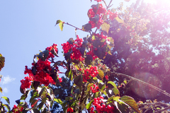 Viburnum betulifolium