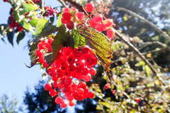 Viburnum betulifolium