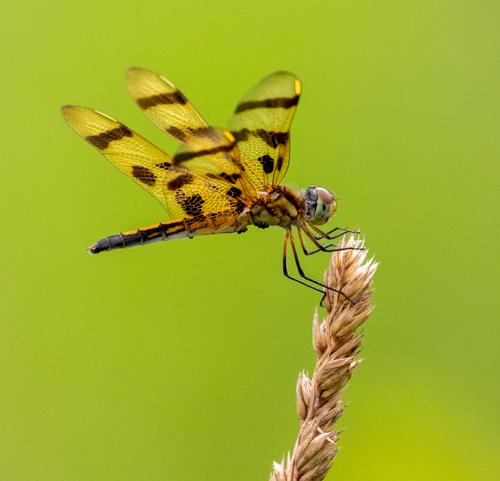 Halloween Pennant photographed in New York