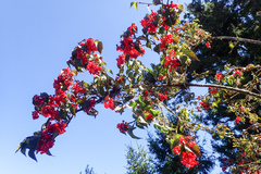 Viburnum betulifolium