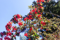 Viburnum betulifolium