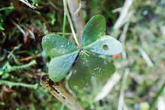 Oxalis griffithii