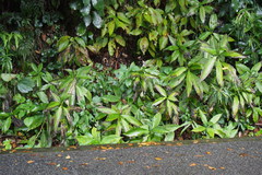 Pollia japonica