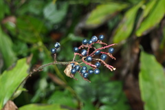 Pollia japonica