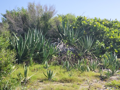 Agave sisalana iNat (2)