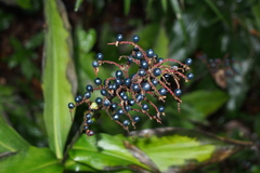 Pollia japonica