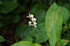 Pollia japonica