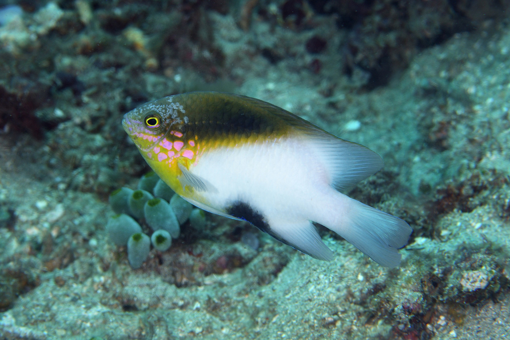 Blackvent Damsel