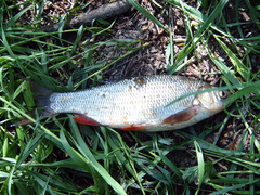 Leuciscus idus