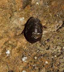 Corydiidae