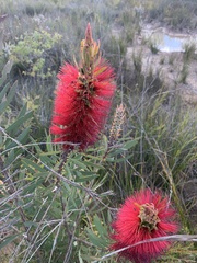Melaleuca glauca