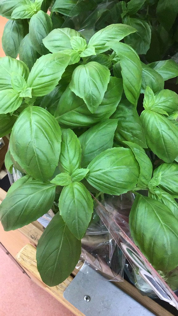 Basil leaves close up