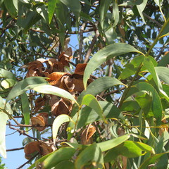 Acacia crassicarpa
