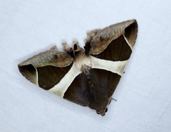 Bastilla crameri