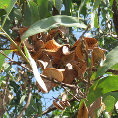 Acacia crassicarpa