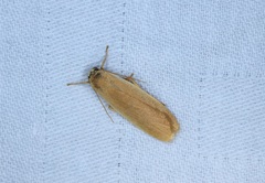 Danielithosia immaculata