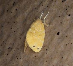 Euproctis cryptosticta