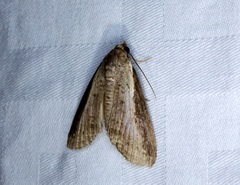 Lophoptera squammigera