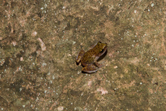 Eleutherodactylus marnockii