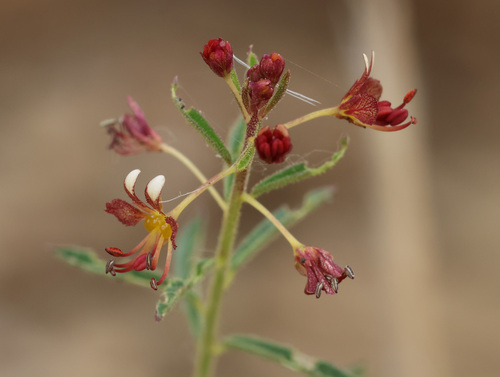 Cleome violacea, photograph 1