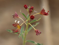 (c) Joey Bom, some rights reserved (CC BY) Cleome violacea, photograph (c) Joey Bom, some rights reserved (CC BY)