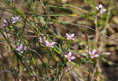 Boronia parviflora