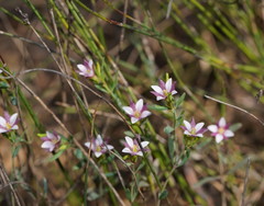 Boronia parviflora