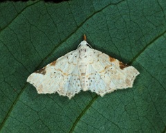 Prolophota trigonifera