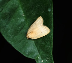 Anachrostis