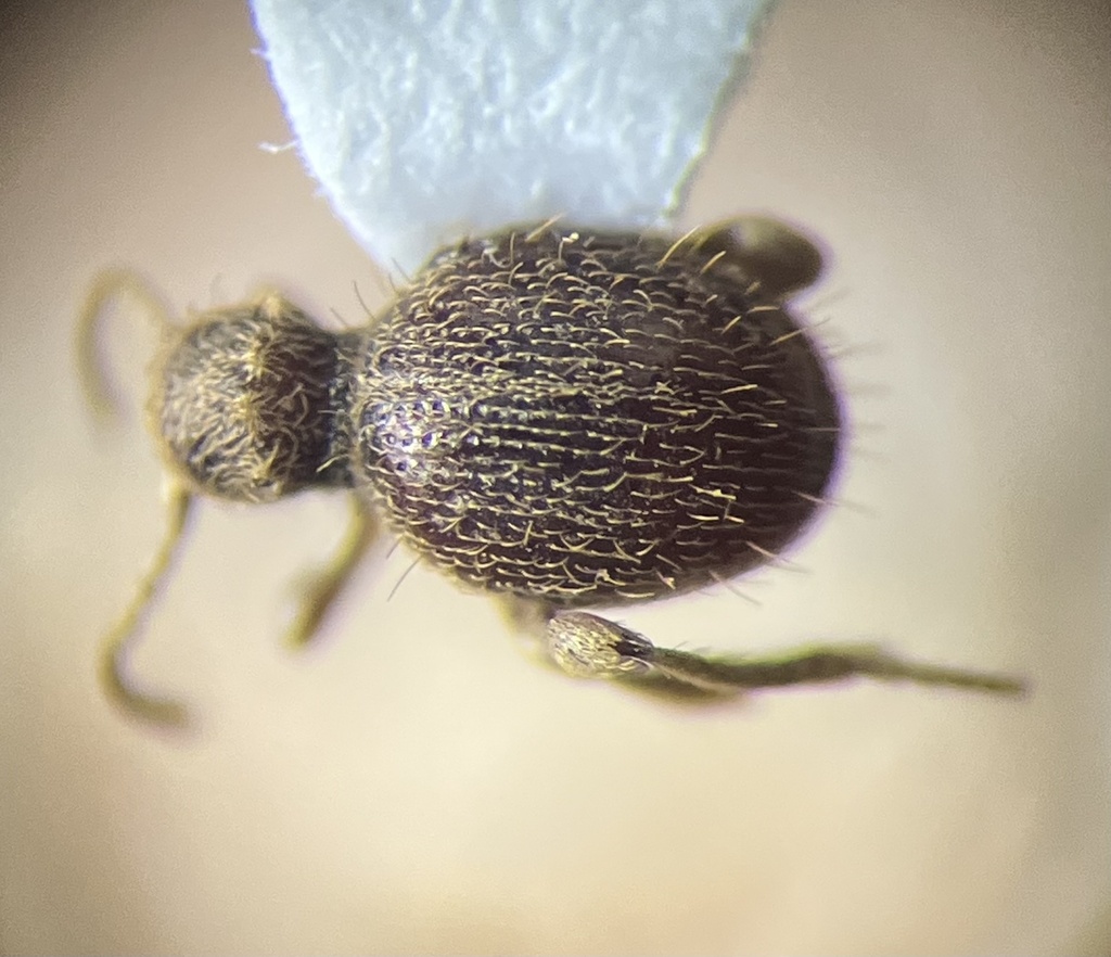 Coleotestudo ventriculus