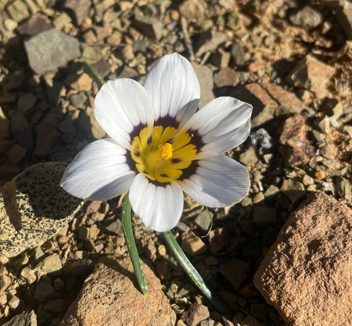 Romulea hallii
