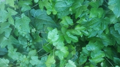 Angiospermae