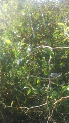 Magnoliopsida