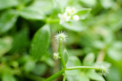 Galium echinocarpum