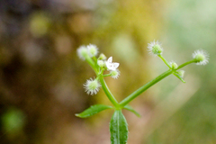 Galium echinocarpum