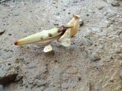 Hymenopus coronatus