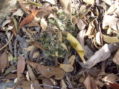Mammillaria sphaerica