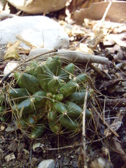 Mammillaria sphaerica