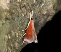 Hemiscopis sanguinea