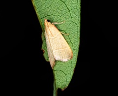 Hypsopygia nonusalis