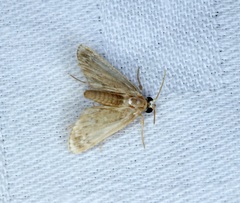 Luma