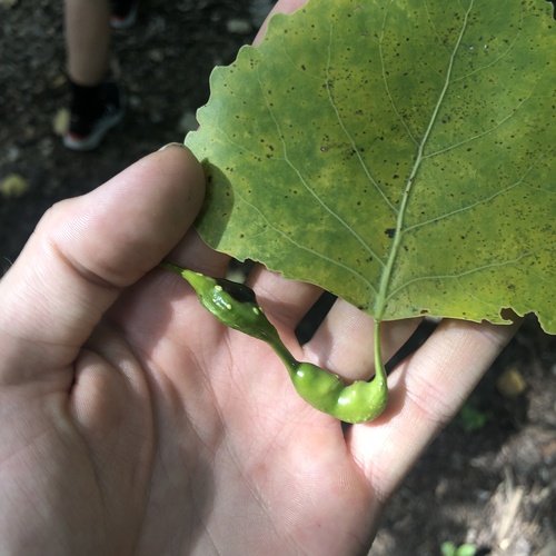 Poplar Petiole Gall Aphid photo 3