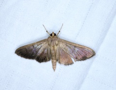 Omiodes pernitescens