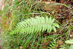 Polystichum parvipinnulum
