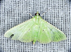 Parotis punctiferalis