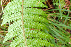 Polystichum parvipinnulum